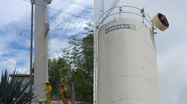 ataque-de-abelhas-deixa-cinco-pessoas-feridas-e-dois-cachorros-mortos-no-norte-da-bahia