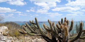 consorcio-nordeste-negocia-recursos-na-cop17-da-onu