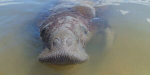 medidas-emergenciais-vao-proteger-peixe-boi-simbolo-da-biodiversidade