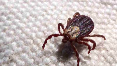 febre-maculosa-causa-mais-duas-mortes-no-interior-de-sao-paulo