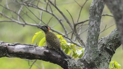 brasil-sedia-conferencia-mundial-de-conservacao-de-animais-silvestres