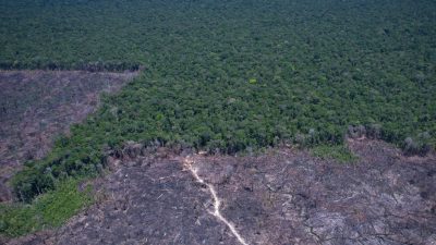 desmatamento-na-amazonia-cai-17%-no-primeiro-trimestre-de-2026