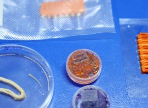 embrapa-produz-em-laboratorio-salmao,-caviar-e-aneis-de-lula-veganos