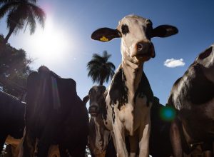 uniao-europeia-oficializa-veto-a-carne-brasileira-a-partir-de-setembro