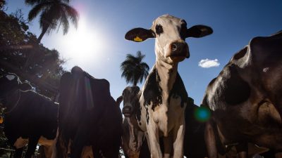 uniao-europeia-oficializa-veto-a-carne-brasileira-a-partir-de-setembro