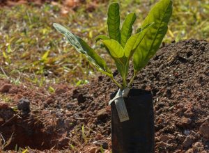 sesi-lab-inaugura-espaco-que-abriga-sistema-agroecologico-educativo