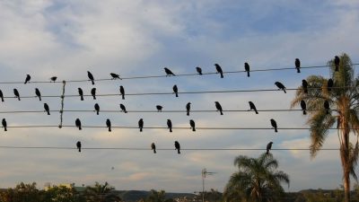 foto-de-passaros-em-fios-eletricos-vira-sinfonia-premiada-em-cannes