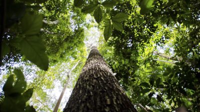 falta-de-agua-pode-prejudicar-mais-as-plantas-do-que-o-calor