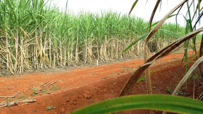 residuos-agricolas-podem-ser-usados-na-producao-de-hidrogenio-verde