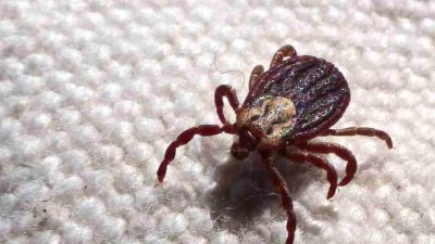 sp-registra-18-mortes-por-febre-maculosa-em-19-casos-confirmados