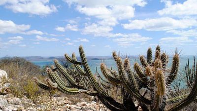 consorcio-nordeste-negocia-recursos-na-cop17-da-onu