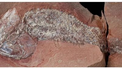 estudo-mostra-fossil-de-peixe-pre-historico-encontrado-em-mato-grosso