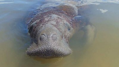 medidas-emergenciais-vao-proteger-peixe-boi-simbolo-da-biodiversidade