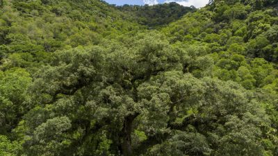 um-quarto-da-mata-atlantica-e-de-vegetacao-secundaria,-diz-mapbiomas
