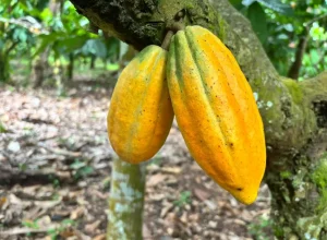 WhatsApp-Image-2025-06-29-at-11.31.58